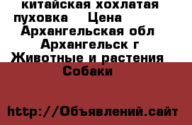 китайская хохлатая (пуховка) › Цена ­ 2 000 - Архангельская обл., Архангельск г. Животные и растения » Собаки   